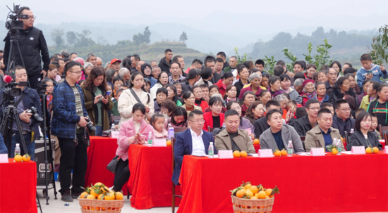 犍為柑橘紅滿天 柑橘文化旅游節承載美好鄉村新未來