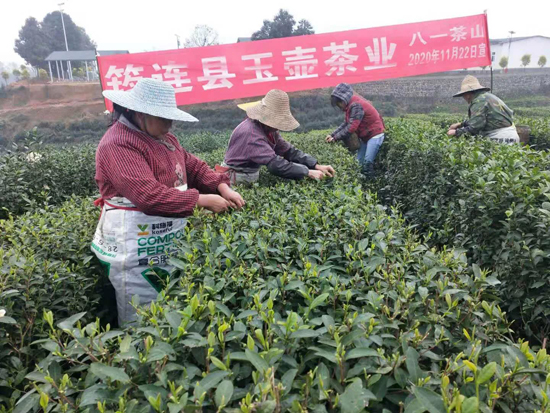 筠連茶爆猛料：初冬采新茶品質提升群眾增收笑開顏