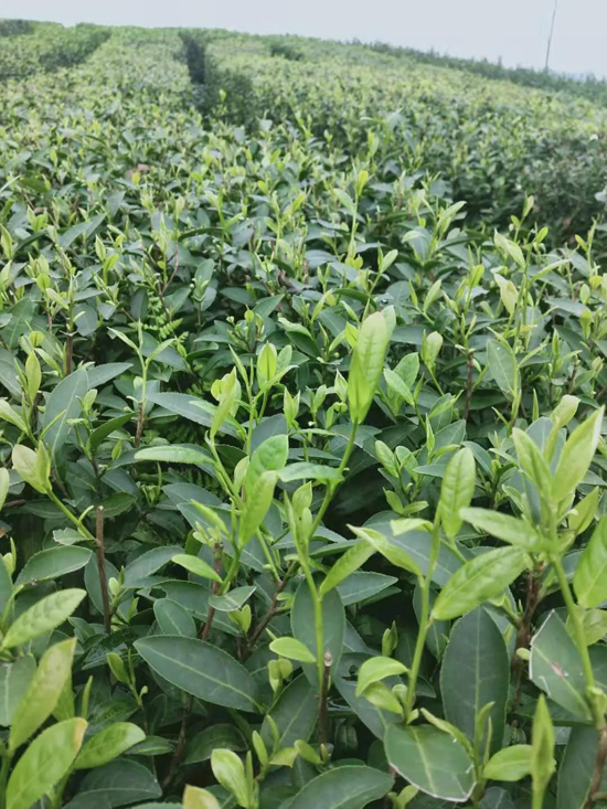 筠連茶爆猛料：初冬采新茶品質提升群眾增收笑開顏